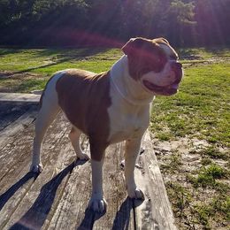 Alapaha Blue Blood Bulldogs from Baker's Acres
