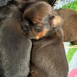 Petal Pink - Brindle female Shih Tzu puppy in Richfield, North Carolina from Southern Sass Shih Tzu