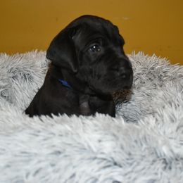 Great Dane Puppies from Unity Great Danes & Staffs