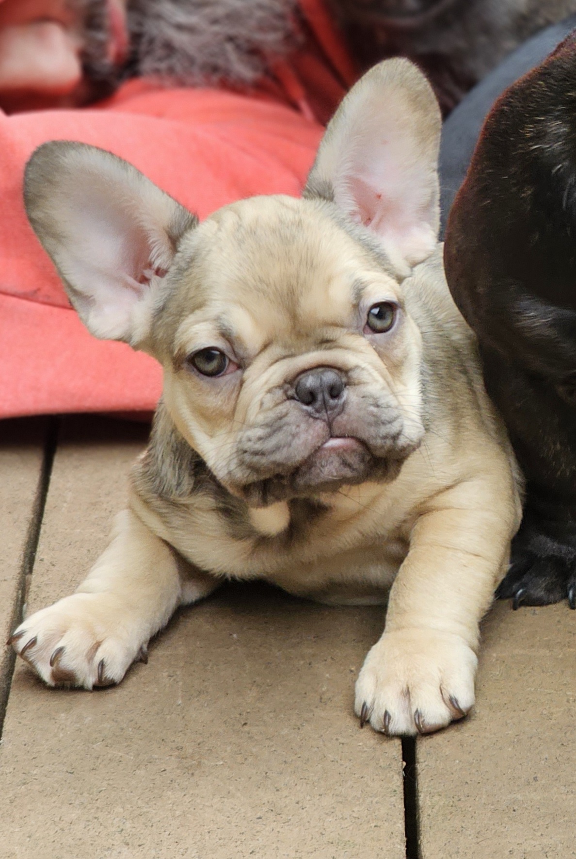 French Bulldogs from TWs Frenchies