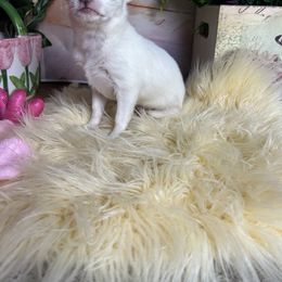 SNOW  4250 - White female Chihuahua puppy in Manteca, California from Deb's Chihuahuas California