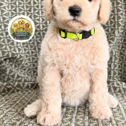 Girl 3 - Apricot female Goldendoodle puppy in Sanger, California from Delta Doodless