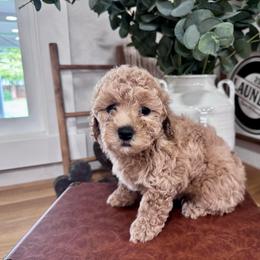 Stella 10-15 pounds - Red  female Goldendoodle puppy in Oregon City, Oregon from Jessica's  Goldendoodle’s