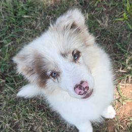 Red Merle girl 2 CH lines - Red merle female Border Collie puppy in Newalla, Oklahoma from Roughstock Border Collies and Dachshunds