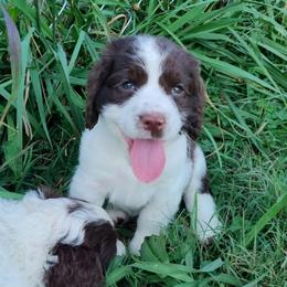 Gratitude - Liver and white female English Springer Spaniel puppy in Kingsport, Tennessee from Leandra's English Springer Spaniels