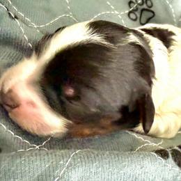 Patch - Tri-color male Bernedoodle puppy in Mint Hill, North Carolina from Ball-Y-Hoo Bernedoodles