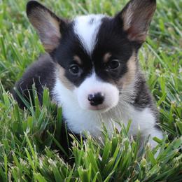 Pembroke Welsh Corgis from Rafter M Corgis
