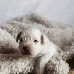 Miniature Schnauzer Puppies from ROYAL PUPS - THRONEBERRY FAMILY FARMS