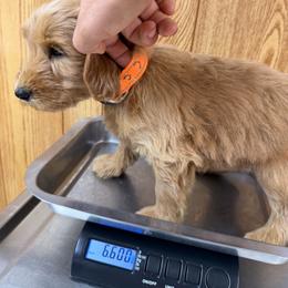 Orange collar female - Cream female Australian Cobberdog puppy in Dover Foxcroft, Maine from Faberge Australian Cobberdog
