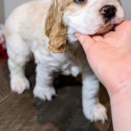 Cocker Spaniel Puppies from HoneyCoop’s