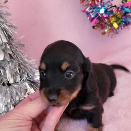 Girl 1 - Black and tan female Dachshund puppy in Klamath Falls, Oregon from Luvindoxys4u