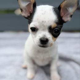 Lizzy - Black and white female Chihuahua puppy in Amity, Pennsylvania from Rhoda and Verna