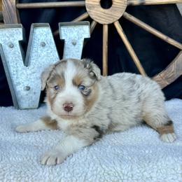 Pumpkin - Red merle male Miniature Australian Shepherd puppy in Checotah, Oklahoma from Wild Outlaw Aussies
