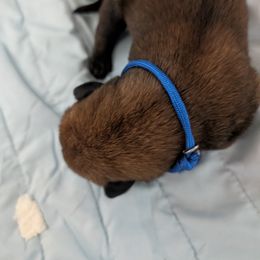 Blue - Mahogany male Belgian Malinois puppy in Paynes Corner, Virginia from Von-Zito Belgian Malinois
