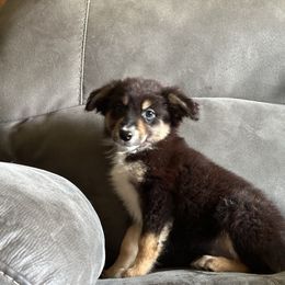BTF2 - Black tri female Miniature Australian Shepherd puppy in Lexington, Nebraska from Osborne's Aussies
