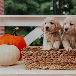 Golden Retriever Puppies from Morgan’s Heart of Gold Retrievers