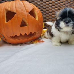 Great Dane and Shih Tzu Puppies from Empire Royalty and Majestic Dane
