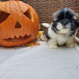 Great Dane and Shih Tzu Puppies from Empire Royalty and Majestic Dane
