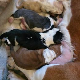 Red  White - Red and white female Basset Hound puppy in Russellville, Kentucky from Morse's Basset Hounds