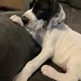 Great Dane Puppies from Blackmon Family Danes