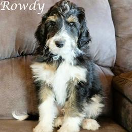 Rowdy - Black tri-color male Aussiedoodle puppy in Lancaster, Minnesota from Wilson Cattle Co.