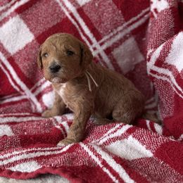 Teal - Apricot female Goldendoodle puppy in Fayetteville, Arkansas from Mountain Grove Doodles