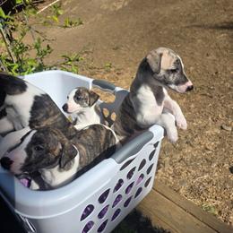 1 male, 5femaled - White and fawn brindle female Whippet puppy in Benicia, California from Sunrise Farm