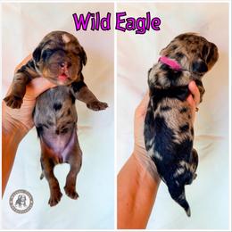 Wild Eagle - Blue merle female Bernedoodle puppy in Banner Elk, North Carolina from Walnut Tree Bernedoodles