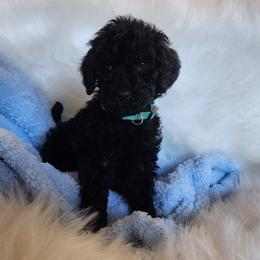 Mr Light Blue - Black male Goldendoodle puppy in Cumming, Georgia from Chattahoochee Kennels