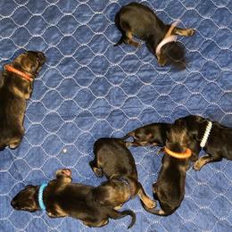 German Shepherd puppies from Di casa Esperanza