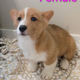 Girl 1 - White and fawn female Pembroke Welsh Corgi puppy in Montgomery County, Tennessee from Anita’s little Corgi Haven
