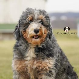 George - Bernedoodle