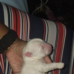 Astro - Parti male Yorkshire Terrier puppy in Atlanta, Georgia from Royal Beauties Yorkies of Atlanta