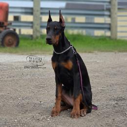 Mako - Black and rust female Doberman Pinscher puppy in China Township, Michigan from Snell's Superior Kennel Dobermann & GSP