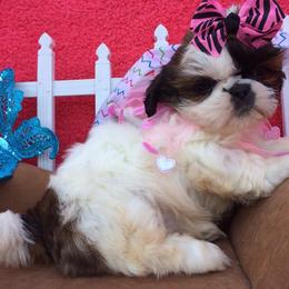 Shih Tzu Puppies from Falling Star