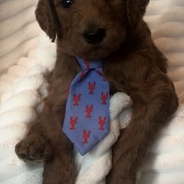 Poodle Puppies from Prissy Pants Poodles LLC