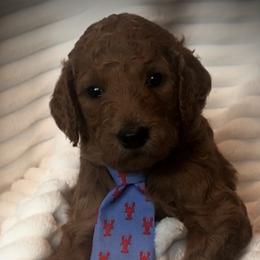 Poodle Puppies from Prissy Pants Poodles LLC