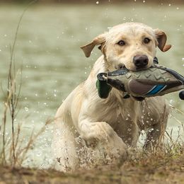Labrador Retrievers from Meadow Pond Retrievers