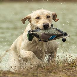 Labrador Retrievers from Meadow Pond Retrievers