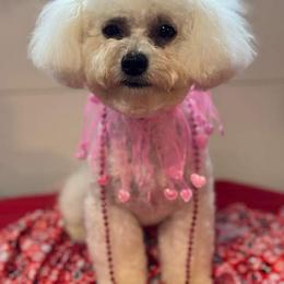 Sally - White female Bichon Frise puppy in Lindale, Texas from Patchwork Bedlington Terriers and Bichon Frise
