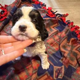 Girl 4 Jon purple - Black white and tan female English Springer Spaniel puppy in Lufkin, Texas from Shifletknight Springer Spaniels