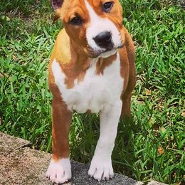 American Foxhound and American Staffordshire Terrier Puppies from Whitlow Kennel