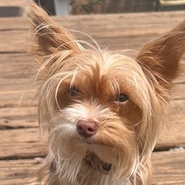 TWIX - Yorkshire Terrier