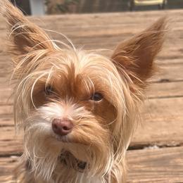 TWIX - Yorkshire Terrier
