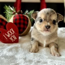 Chihuahua Puppies from Sunset Eves Chihuahuas