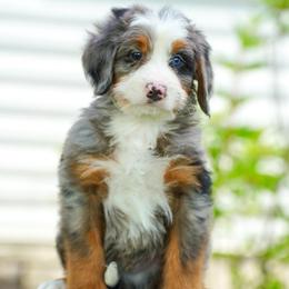 Josh - Merle male Bernedoodle puppy in Dundee, Ohio from Down Home Doodle