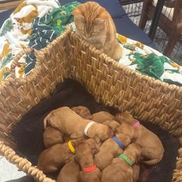Second pick male sold - Dark golden male Golden Retriever puppy in Aumsville, Oregon from Bigfoot Goldens - AKC Registered Dark Red