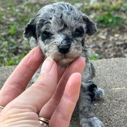 Bonnie Blue - Merle female Maltipoo puppy in Oakland, Kentucky from Imperial Dogs