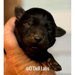 Olive - Black female Labrador Retriever puppy in Sullivan, Missouri from O’Dell Labs