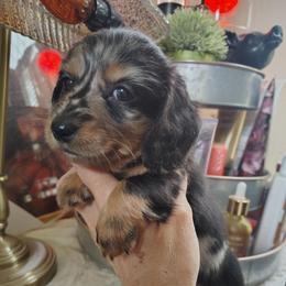 Girl 1 - Dapple female Dachshund puppy in Clayton, Indiana from Love Struck Miniature Dachshunds